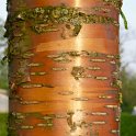 Prunus maackii ecorce